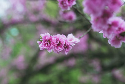 Close-up of pink cherry blossoms in spring