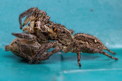 Close-up of spider