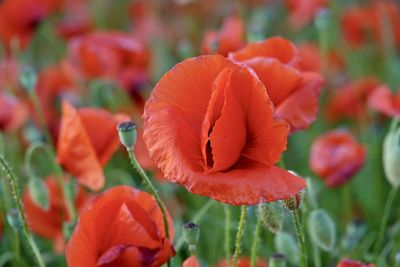 Close-up of red poppy flowers