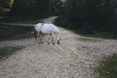 Horse in a field