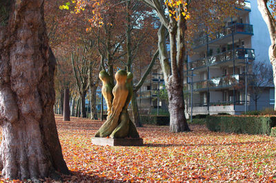 Trees in park during autumn