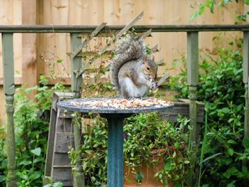 Close-up of squirrel