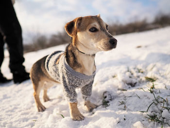 Dog looking away on snow covered land