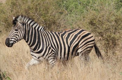 Zebras in a field