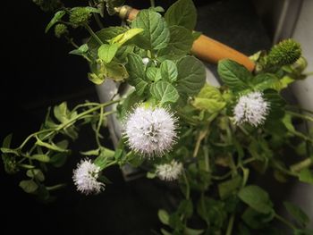 High angle view of potted plant