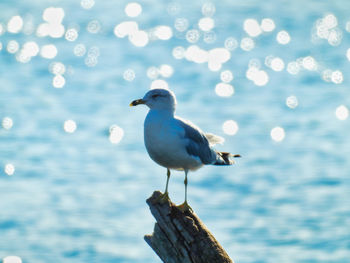 Seagull perching on wooden post