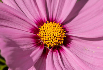 Full frame shot of pink flower