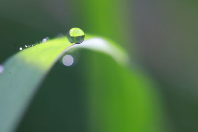 Close-up of raindrops on green leaves