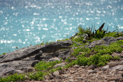 Plants on rocks by sea