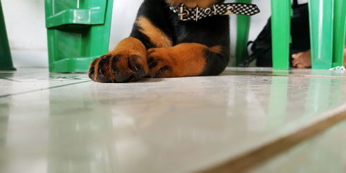 View of a dog on floor