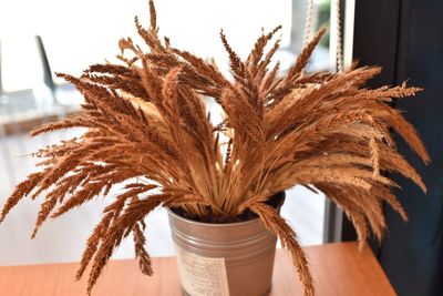 Close up of potted plant on table