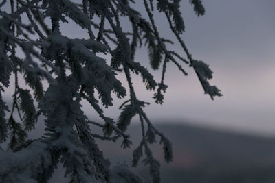 Low angle view of snow covered tree against sky