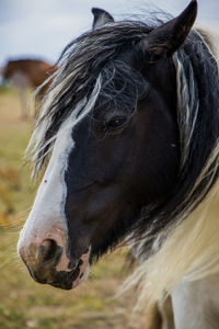 Close-up of horse