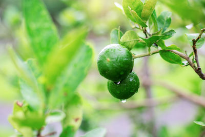 Close-up of plant