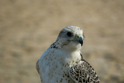 Close-up portrait of eagle