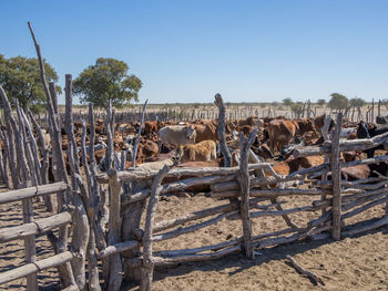 Wooden cattle holding in arid landscape against clear sky, botswana, africa