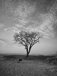 Bare tree on beach against sky