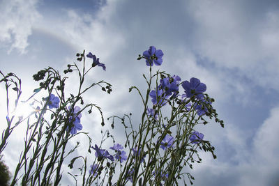 Low angle view of purple flowering plants against sky