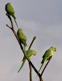 Close-up of parrot perching on tree against sky