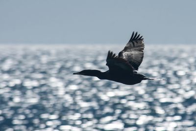 Bird flying over the sea