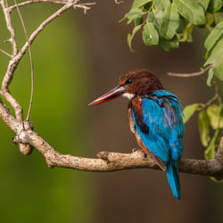 Close-up of kingfisher perching on branch