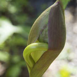 Close-up of plant