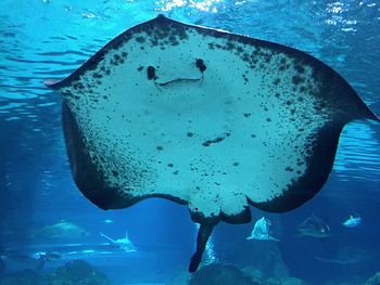 Close-up of stingray swimming in sea