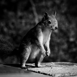 Close-up of squirrel