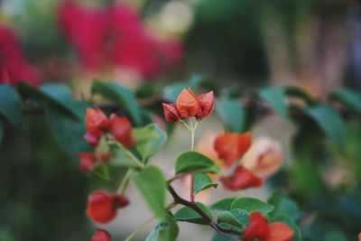 Close-up of red flowering plant