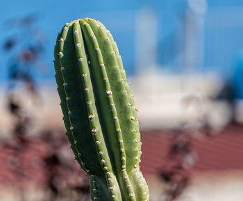 Close-up of plant