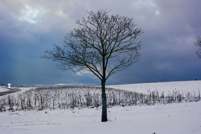 A tree in a landscape of lots of snow with a cloudy sky, in spessart, bavaria, germany