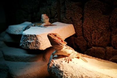 Close-up of lizard on rock