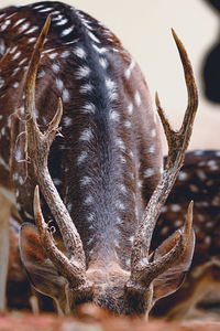 Close-up of deer