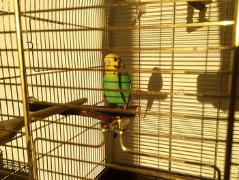 Budgerigar in cage during sunny day