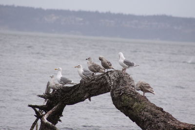 Seagulls perching on a sea