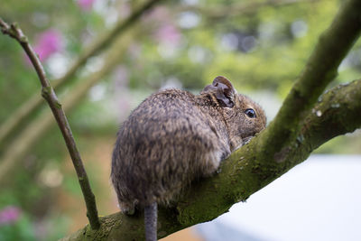 Close-up of squirrel on tree