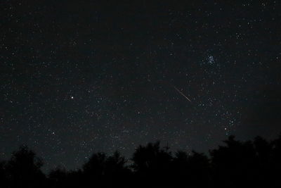 Low angle view of trees against star field at night