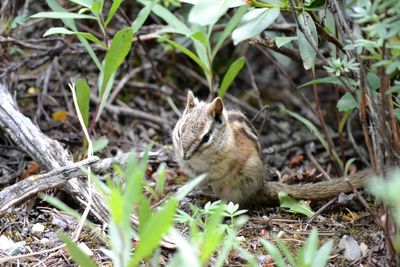 Close-up of squirrel