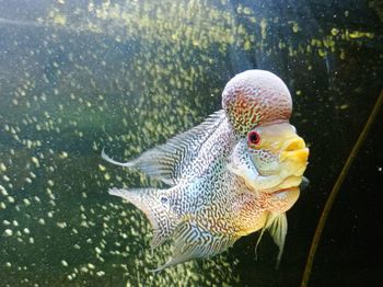 Close-up of fish swimming in sea