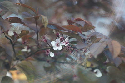 Close-up of flowering plant
