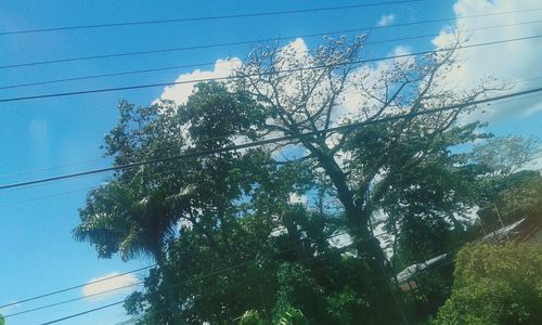 Low angle view of tree against sky