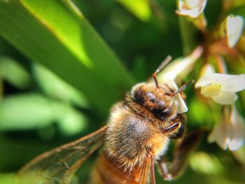 Close-up of insect on flower