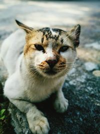 Close-up of cat
