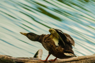 Close-up of bird perching on a tree