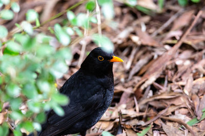 Close-up of bird perching on a field