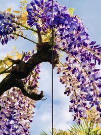 Low angle view of flowering plant against sky