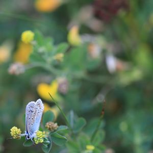 Close-up of butterfly pollinating on flower