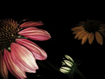Close-up of flower over black background