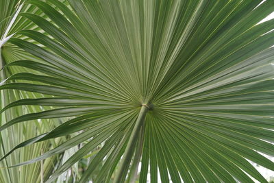 Full frame shot of palm tree