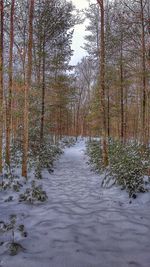 Trees in forest against sky during winter